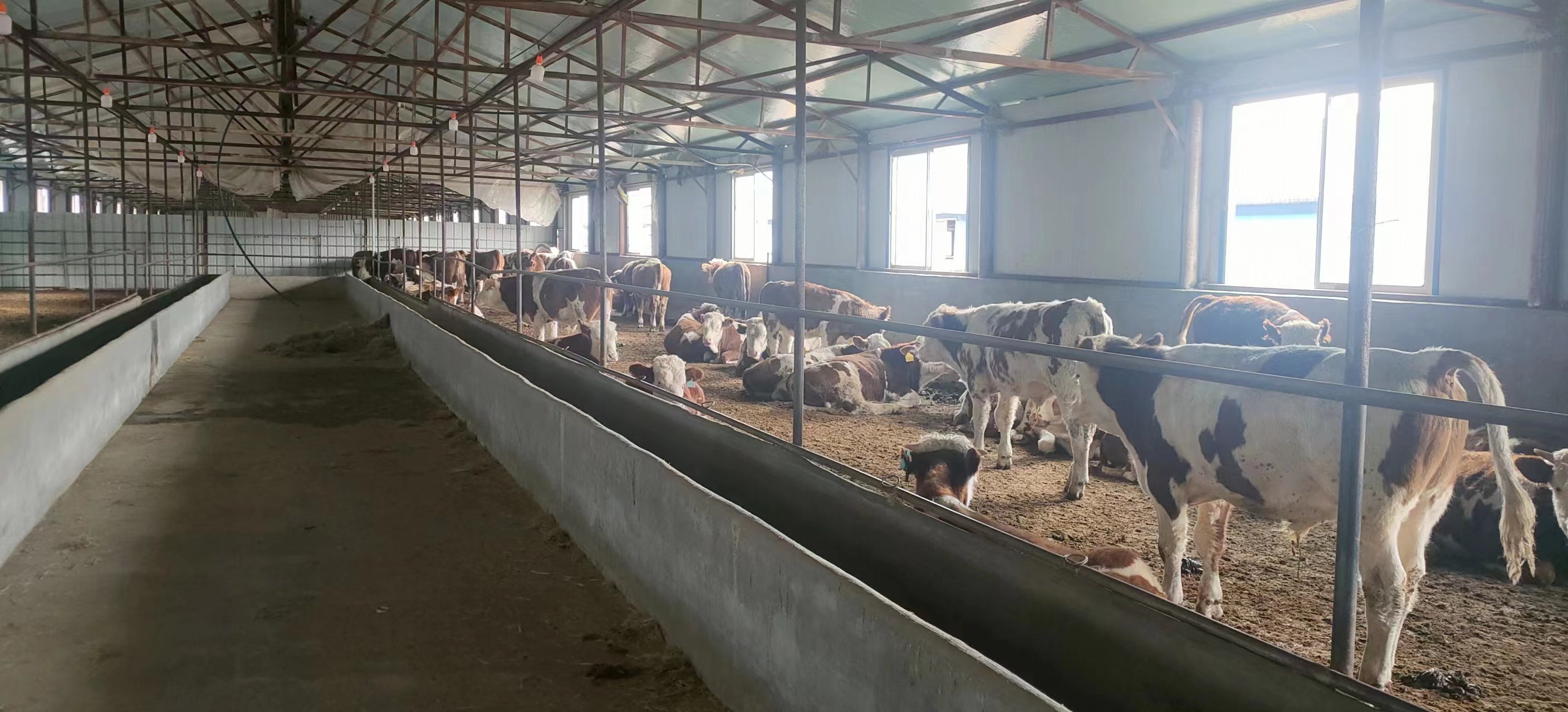 发展养殖牛助力乡村振兴,黄牛产业助推乡村振兴