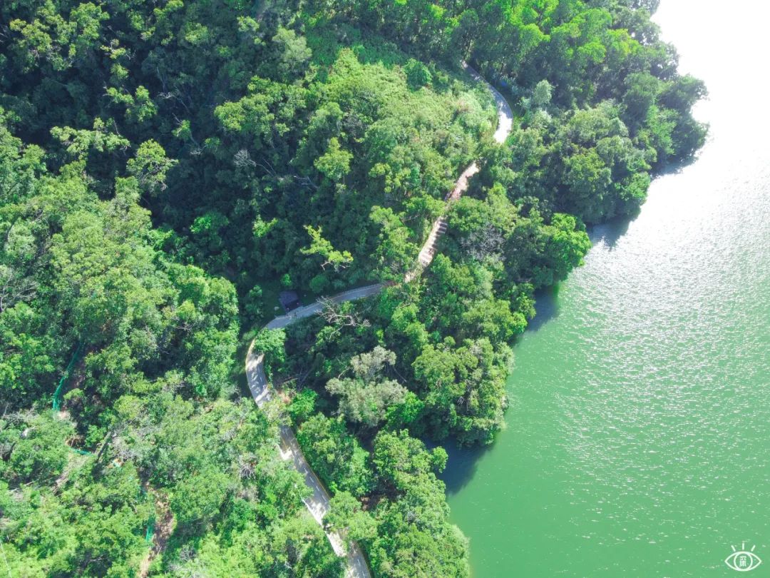 深圳九条最美绿道图片,这些深圳绿道骑出你的美