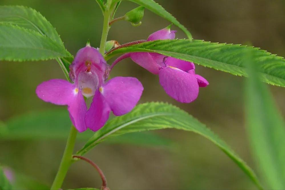 蛇最怕什么农村怎么防蛇,蛇最怕什么东西驱赶