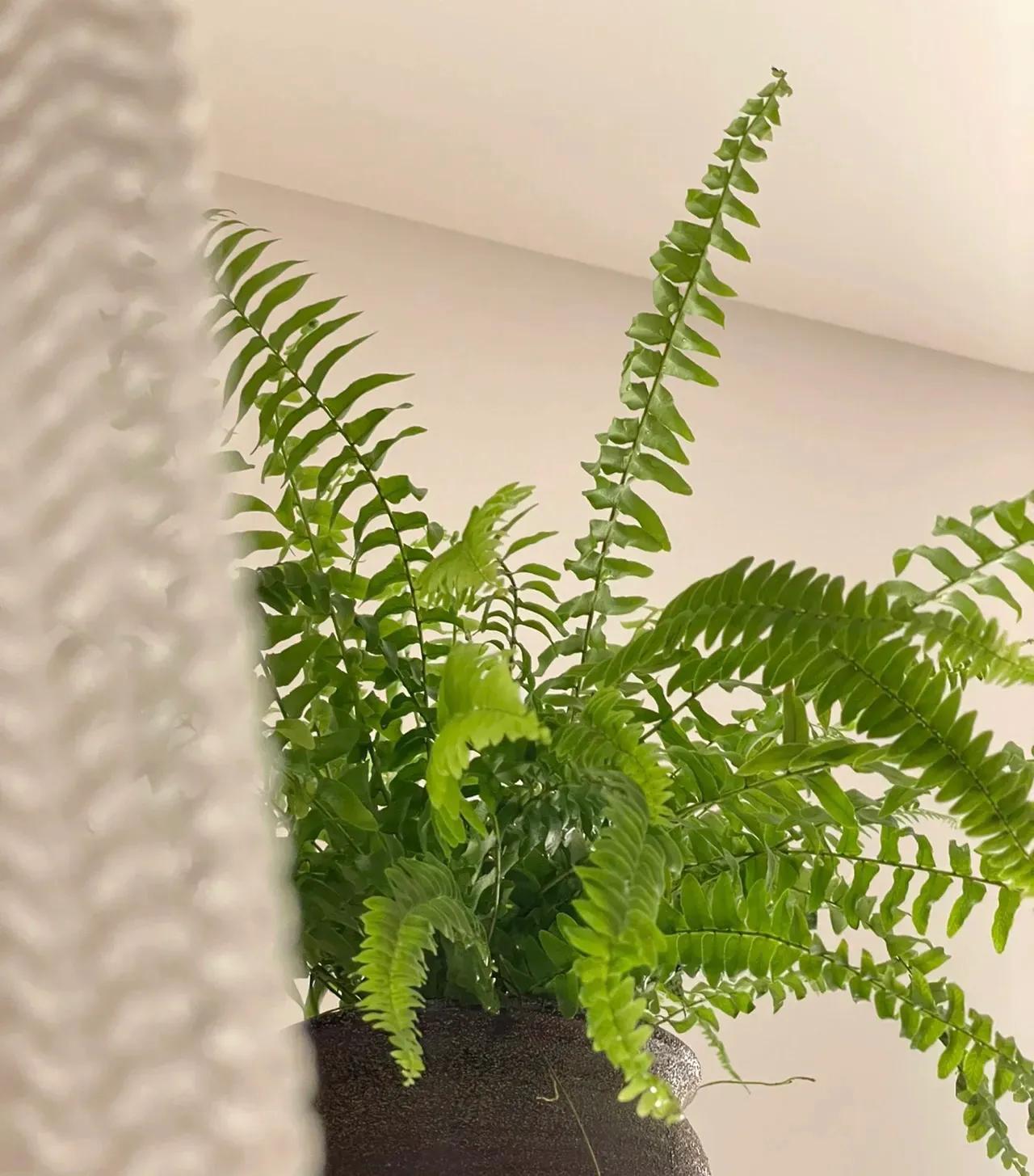 新家养什么花可以除甲醛,吸甲醛最快的4种花图片