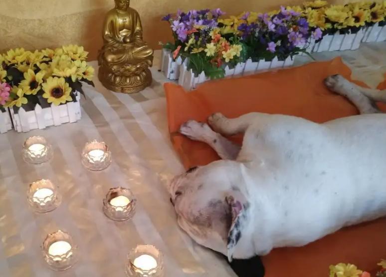 城市狗狗死了丢哪里,家里的狗狗死了埋在哪里