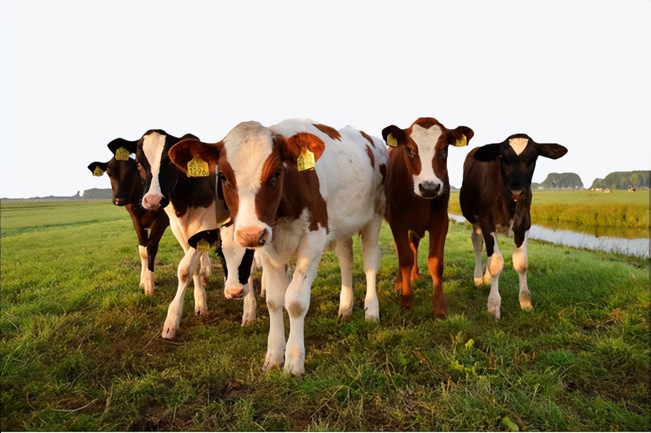 三聚氰胺奶粉事件始末是什么,当年奶粉为什么要加三聚氰胺