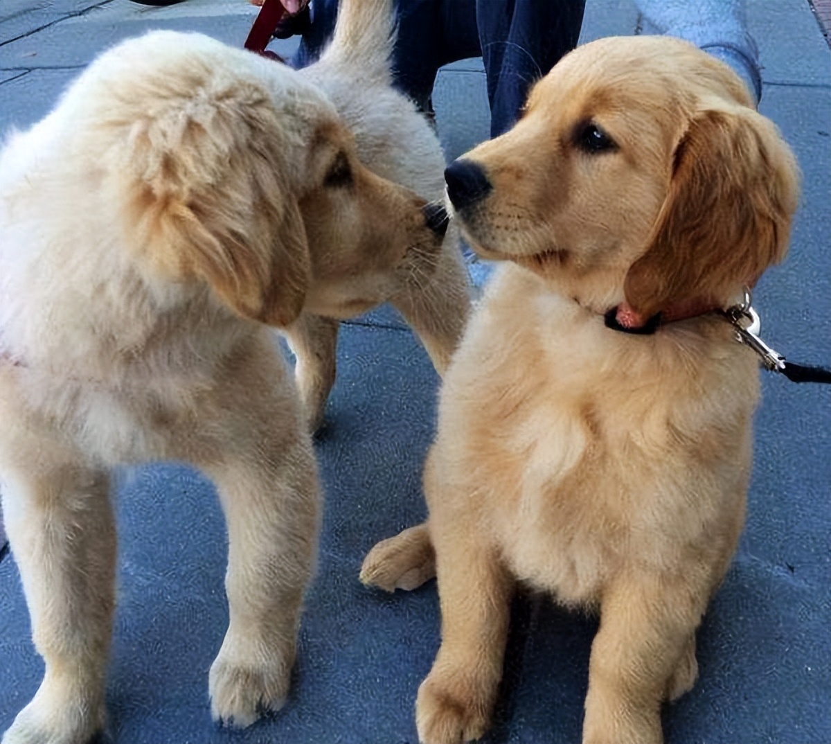 如何挑小狗不会挑到病狗,狗市挑狗的注意事项