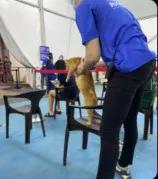 猫猫也要打狂犬疫苗吗,猫咪也怕打针啊