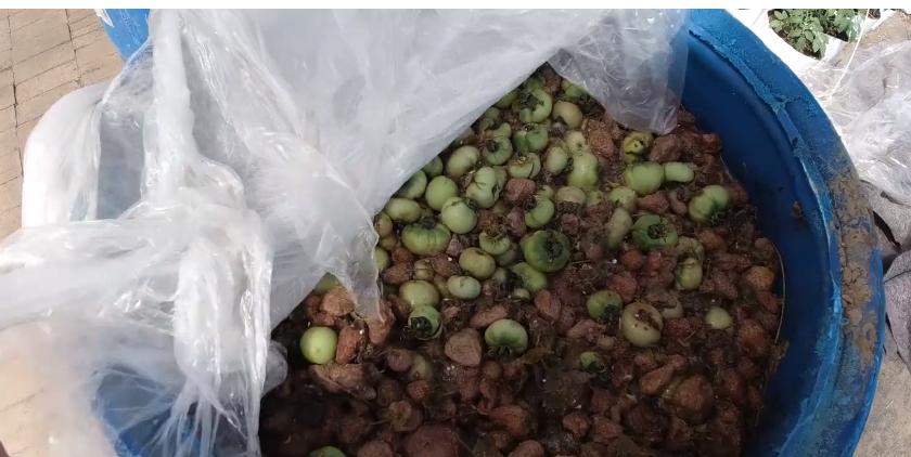 酵素种植技术全过程,酵素种植蔬菜方法