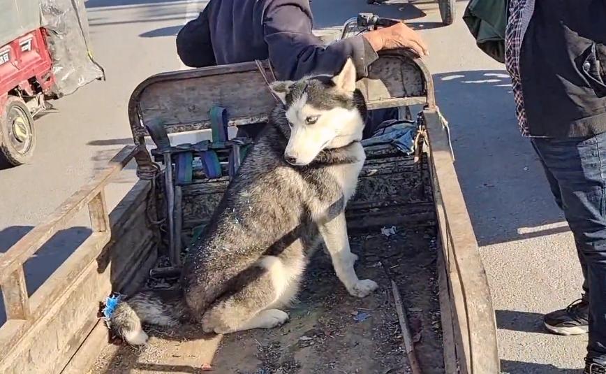 哈士奇被狗主人亲手送进狗贩子,哈士奇被狗贩子卖掉