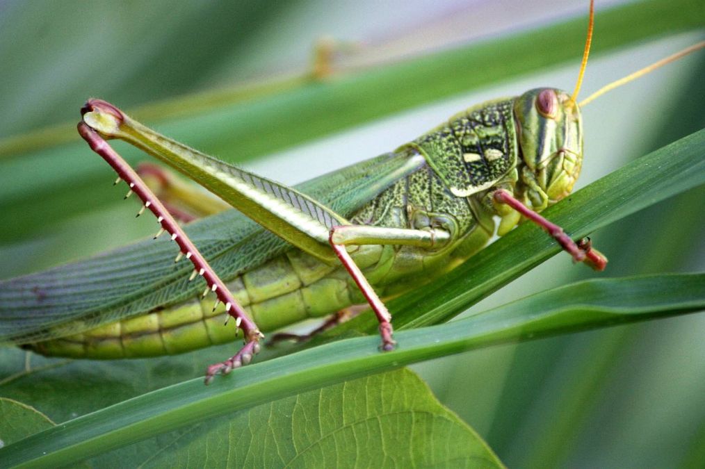 知道吗？拼命赚钱的你，和老鼠、蝗虫一样，单个挺好，成群就疯狂