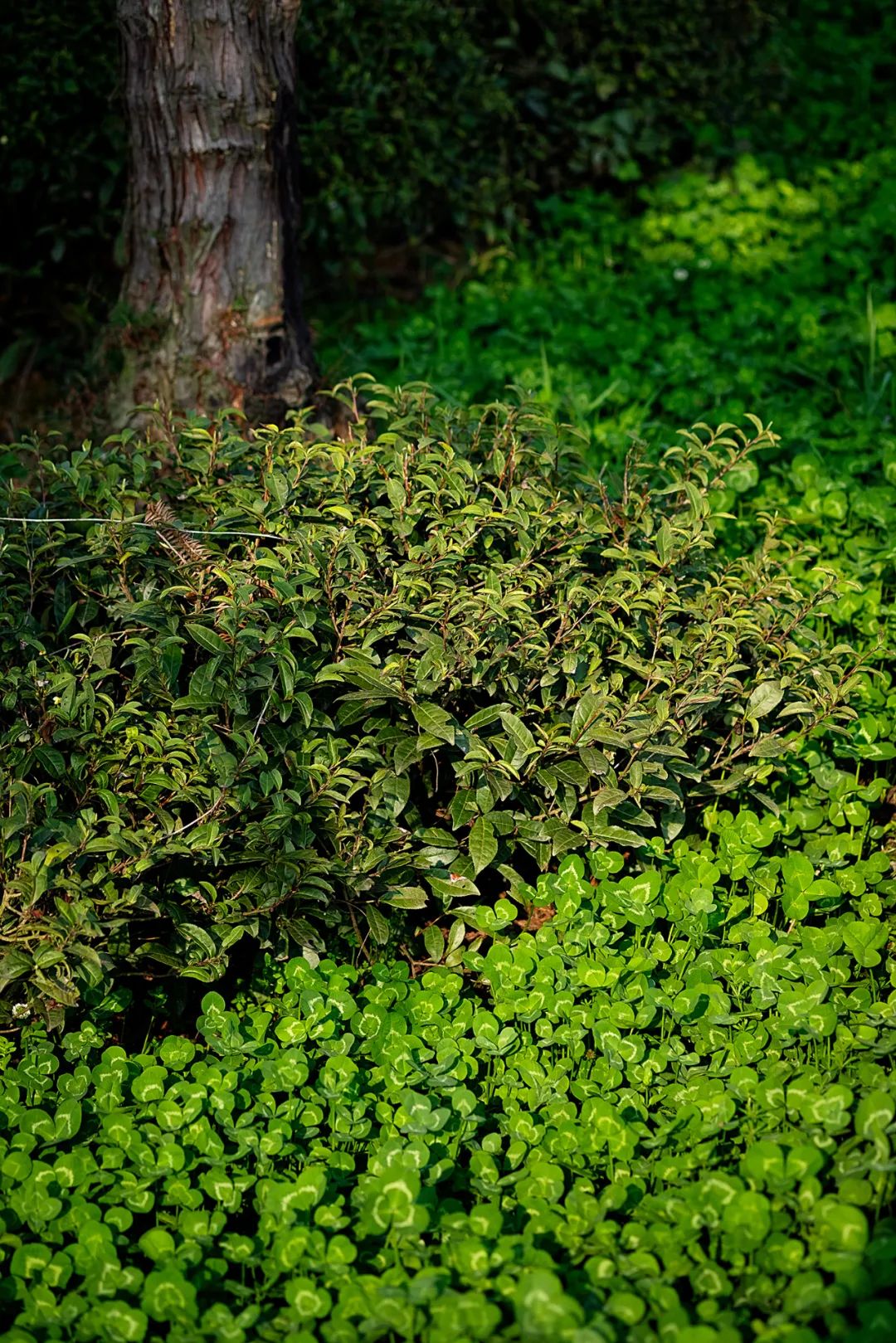 中国茶业历史悠久各种各样的茶叶,中国产茶的四大茶区