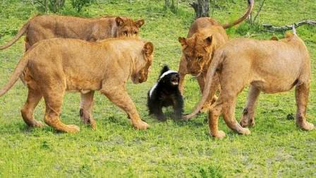 蜜獾不大但敢与狮子鬣狗抗衡,蜜獾的撕咬能力和防御能力