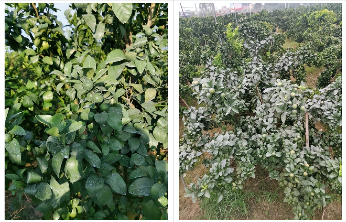 用防晒喷雾可以百分百防晒吗,用防晒喷雾做防晒霜