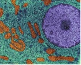 苏教版五年级科学刺激与反应ppt,2022苏教版五年级科学下册复习题