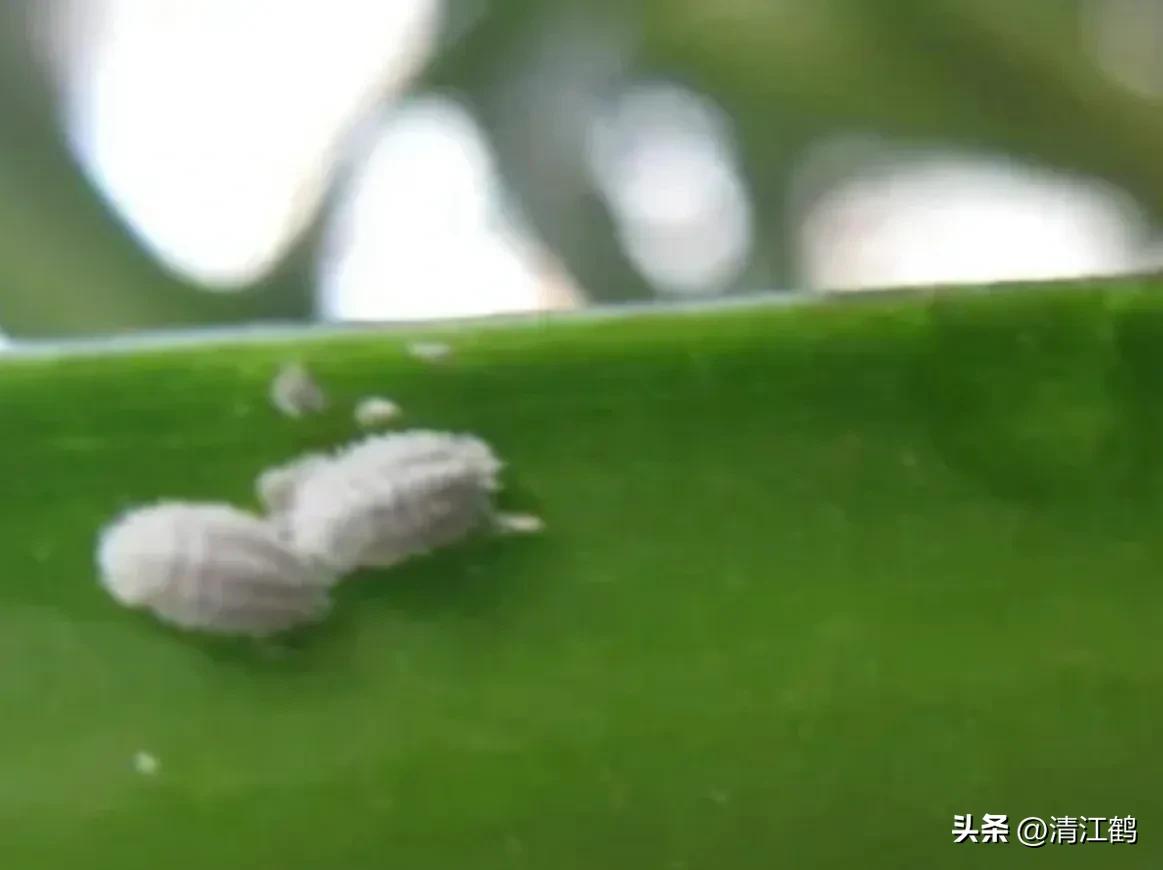 蚧壳虫专用杀虫剂使用方法,蚧壳虫专用花卉杀虫剂