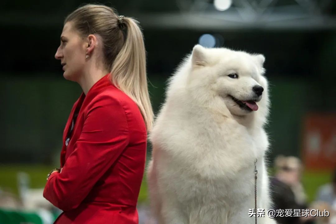 微笑天使萨摩耶犬图,萨摩耶犬是狗狗界的微笑天使