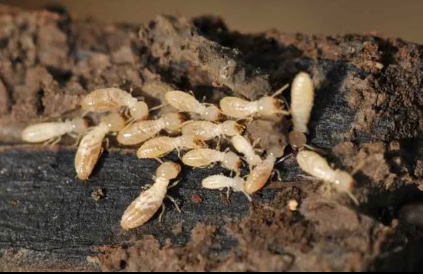 防治白蚁找政府哪个部门,白蚁吃蔬菜根部怎么防治