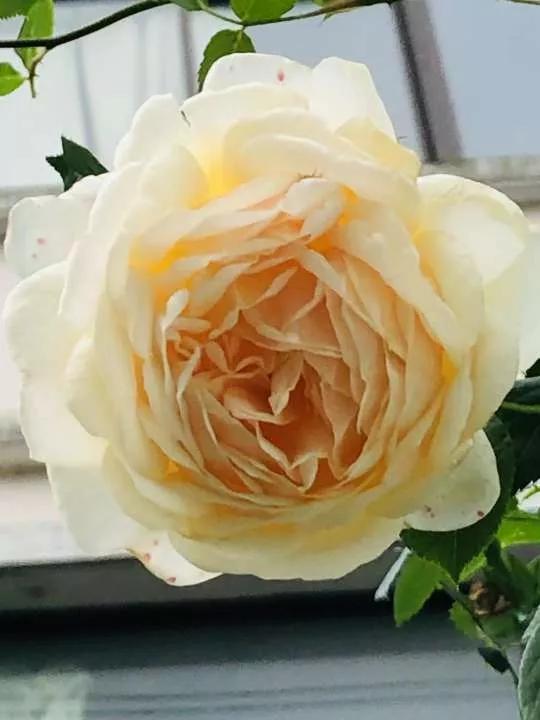 月季品种醉花,月季品种大全及图片欣赏