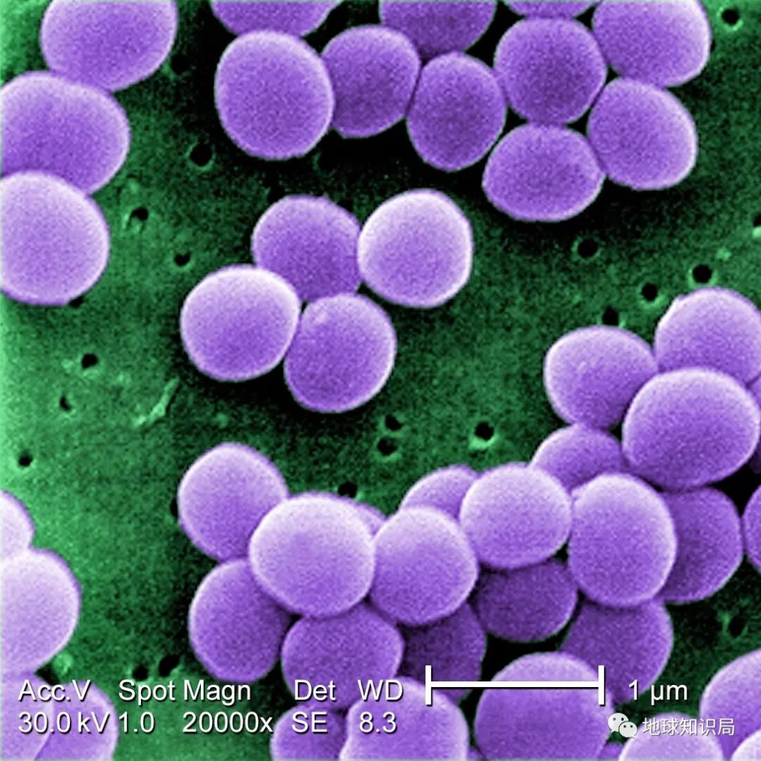 没洗干净的猪大肠到底臭不臭,猪大肠3年没洗是真的吗