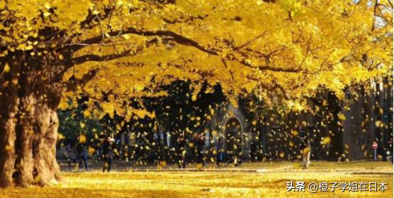 深度解析日本东京大学,东京为什么能成为亚洲第一