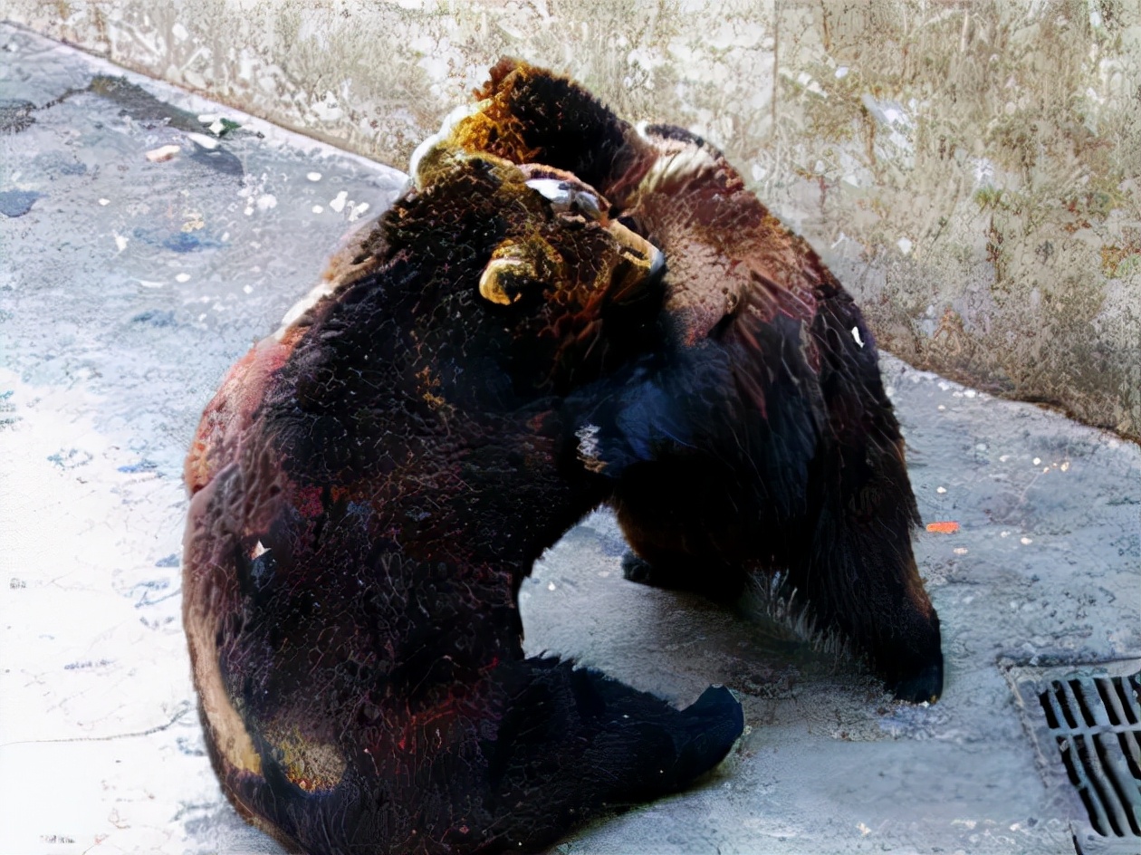 大学生伤熊事件是什么时候,大学生伤熊事件真实视频