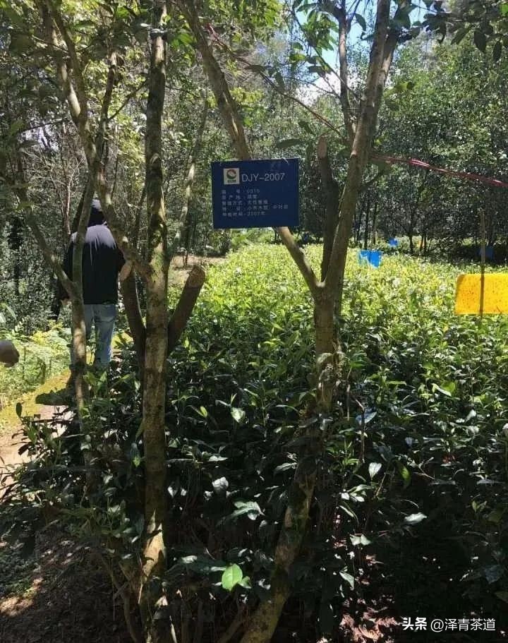 为什么茶树的南比北多,茶树生长的原因有哪些