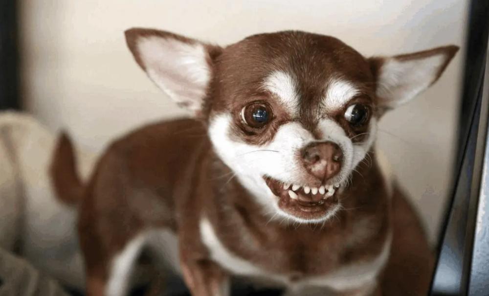 吉娃娃不听话什么原因,吉娃娃爱咬人怎么办