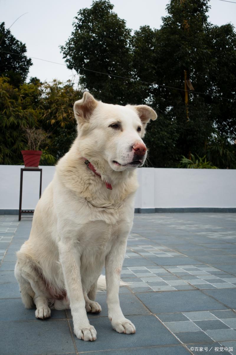 中华田园犬智商排行榜,哈弗中华田园犬车内功能介绍