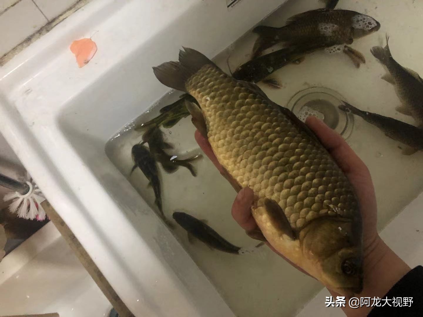 野钓：小河道巧夺大板鲫和黄骨鱼！分析得当，渔获自然少不了