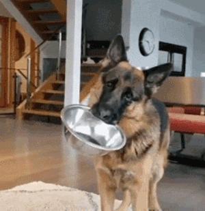 大型犬真的让人很有安全感,建议女生养的大型犬有安全感