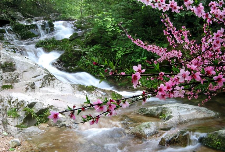 杏花桃花梨花荷花的诗有哪些,关于描写桃花杏花的唯美诗句