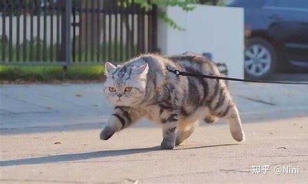 老虎是由猫演化而来的吗,为什么老虎和猫咪是同一个祖先