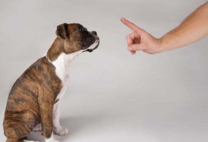 狗狗咬主人的裤腿拔腿就跑,狗狗咬主人裤脚拉着跑