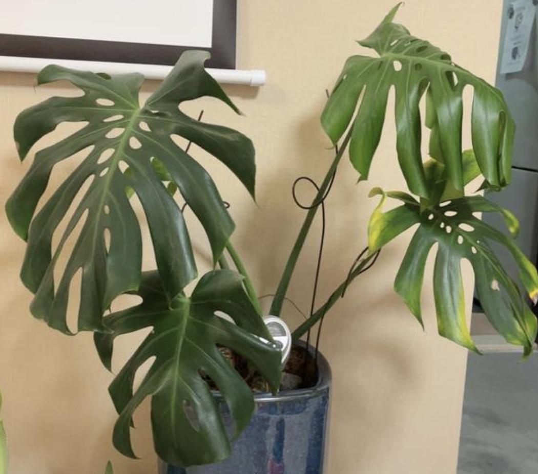 家里养什么招财花最旺,5种旺宅花家里养一棵漂亮又吉利