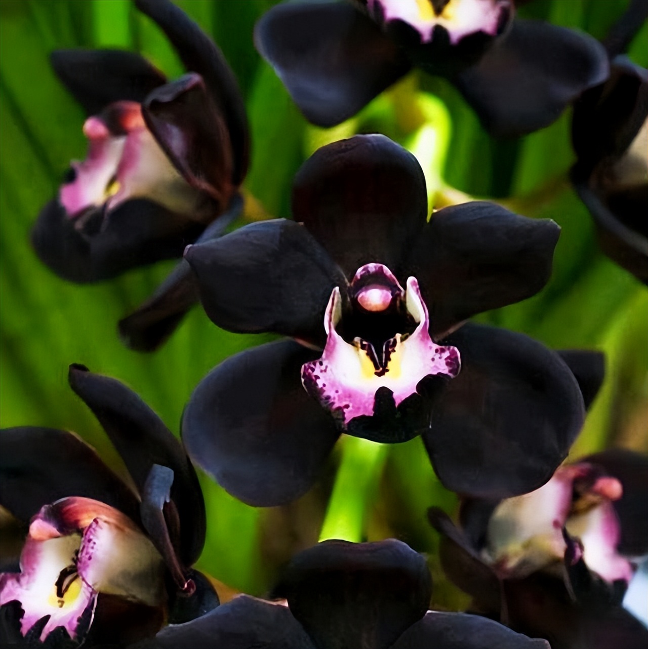 十种最值得买的兰花,什么样的兰花最好最有欣赏价值