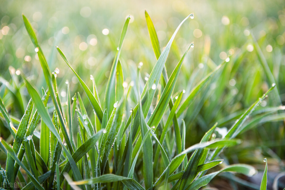白露节哪天,白露节感怀