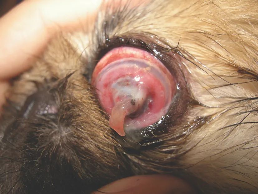 猫咪惰性角膜溃疡,犬角膜溃疡导致的原因