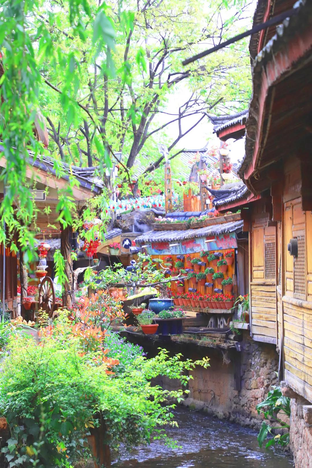 丽江古城一家客栈,丽江古城哪一家客栈门口有个大树