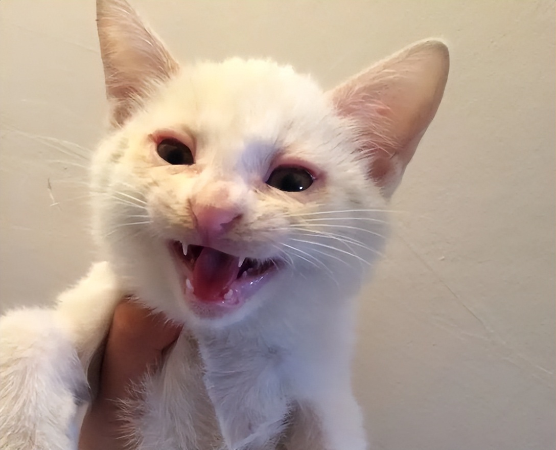 猫肠胃炎不吃不喝便血,猫得了严重的肠胃炎怎么办