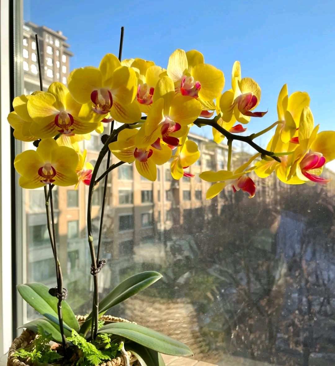 100种花能养在阳台上，50种开花的，40种绿植，10种蔬果