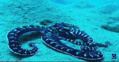 逆天的章鱼究竟有多聪明,章鱼是不是世界上最聪明的章鱼