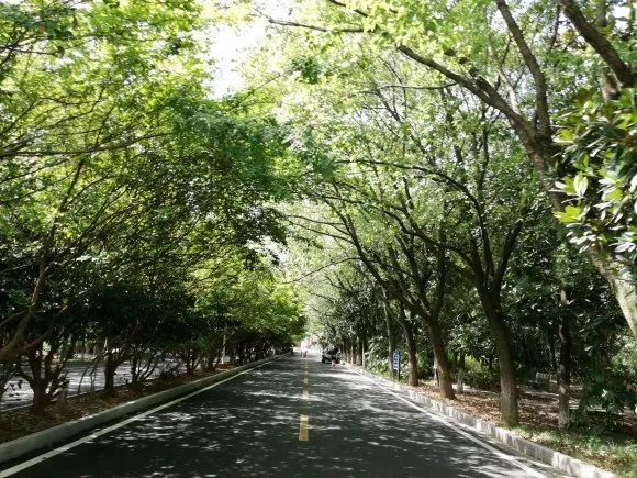 黄陂市新洲一中怎么样,武汉新洲一中与黄陂一中哪家强