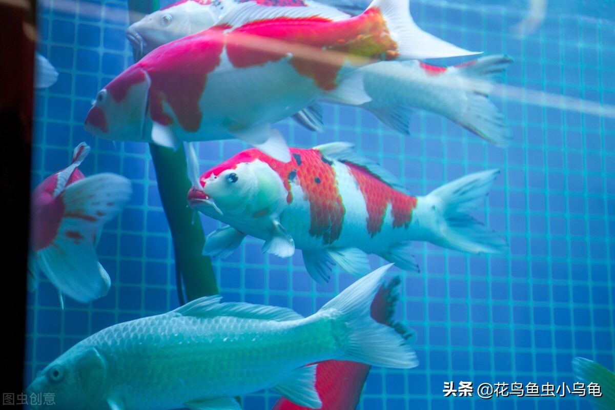 锦鲤怎么养才能养活自己,新手锦鲤怎么养