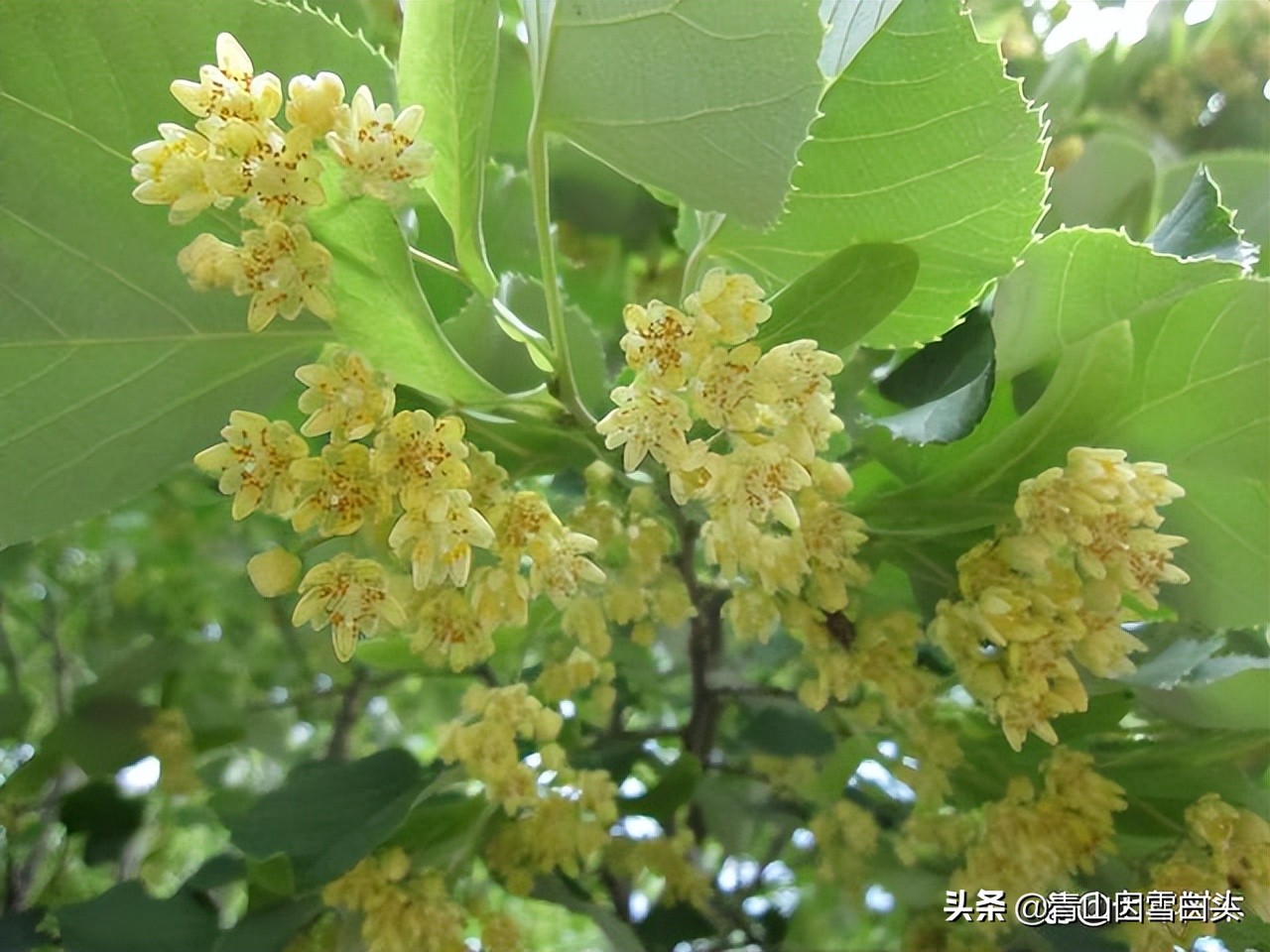 种树植树节,植树节种树的过程