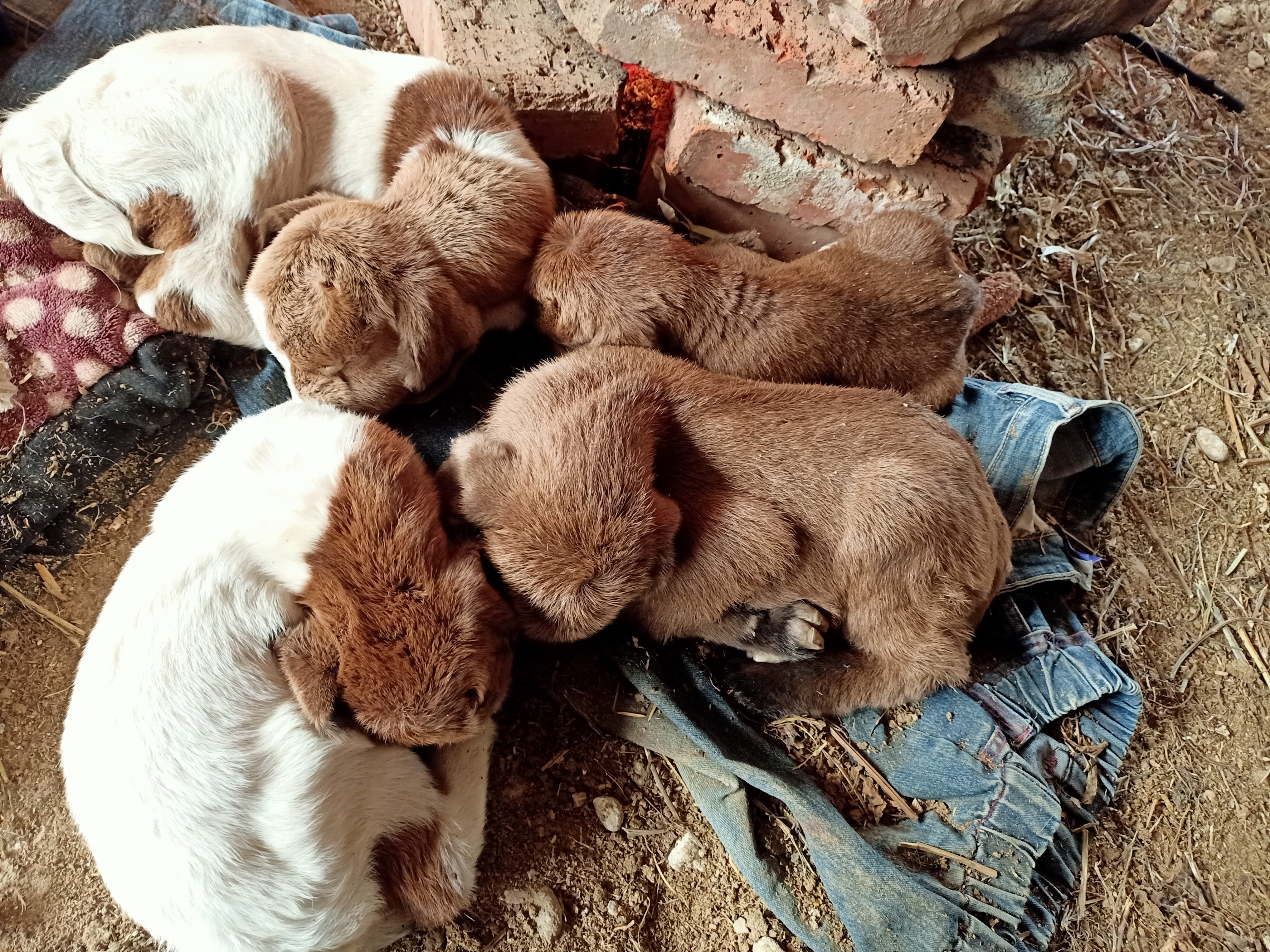 农民养羊存在的问题,养羊赚钱的十大忠告