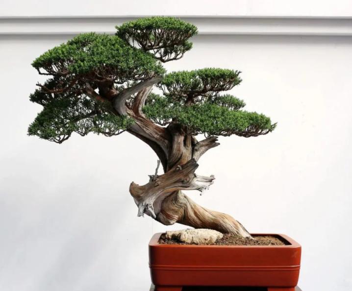 客厅养植物有什么讲究,客厅养树有什么讲究