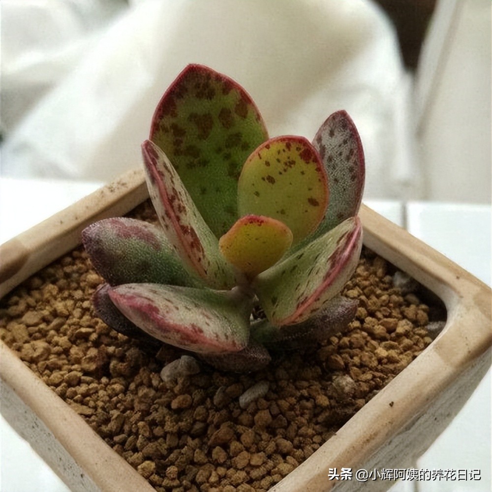 多肉品种：洞庭、草莓蛋糕、柳叶莲华、野马东云、天照万象