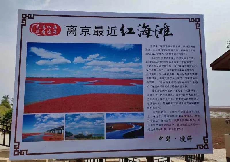 锦州大凌河红海滩,辽宁锦州凌海红海滩
