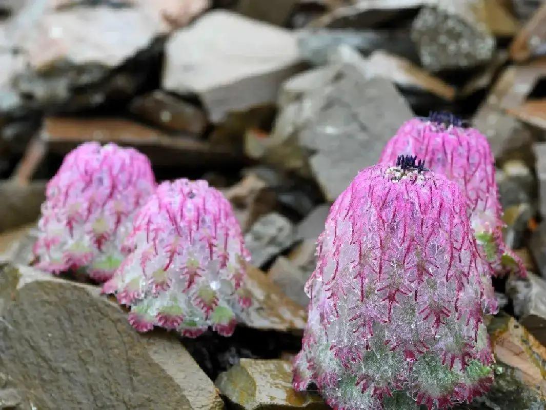 真刑，又有博主采挖“青藏雪莲花”！5-7年开花一次，开完就死亡