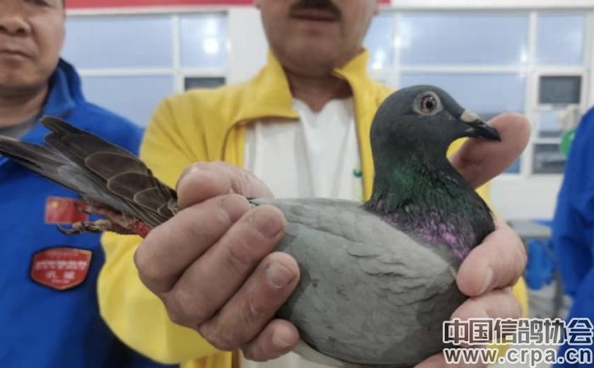 世界杯总决赛7-1,世界杯总决赛后半场回放