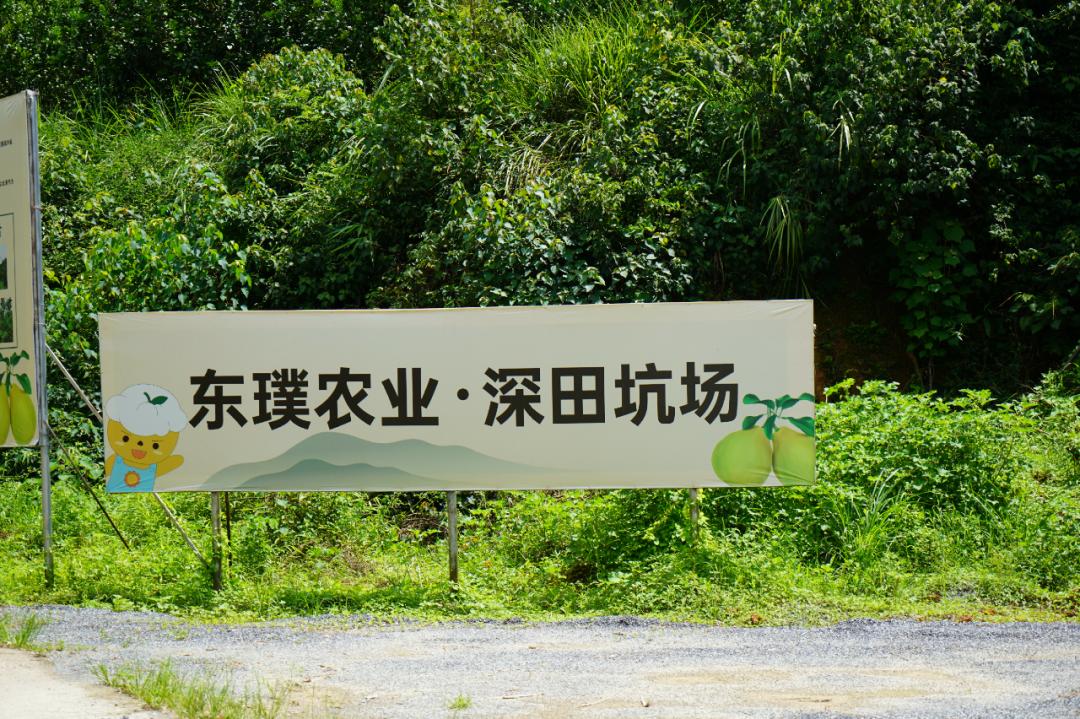 超美味肇庆吃出致富新路径,舌尖上的肇庆特色美食