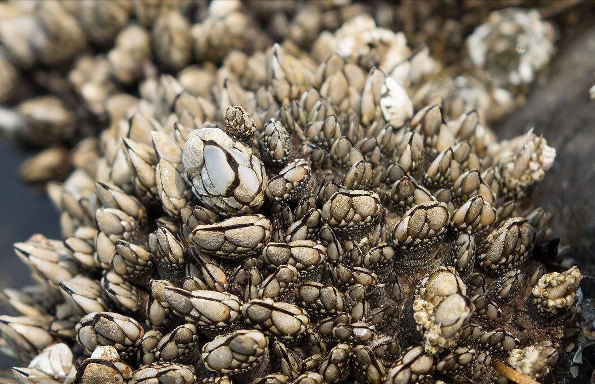 母猴怀孕饲养员背黑锅,日本母猴突然产子