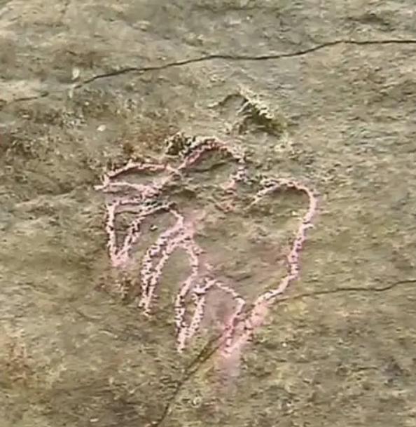 屋里进蛇女子淡定抓蛇,女子抓2米多长的蛇